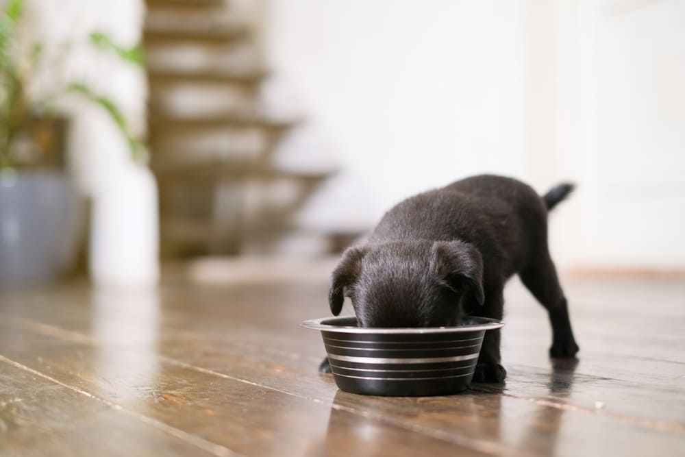 Питание пти-брабансона должно быть сбалансированным