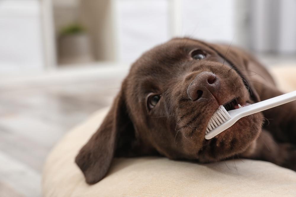 Во сколько меняются зубы у собак средних пород