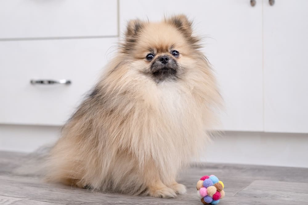 Важно знать, сколько живут шпицы в норме