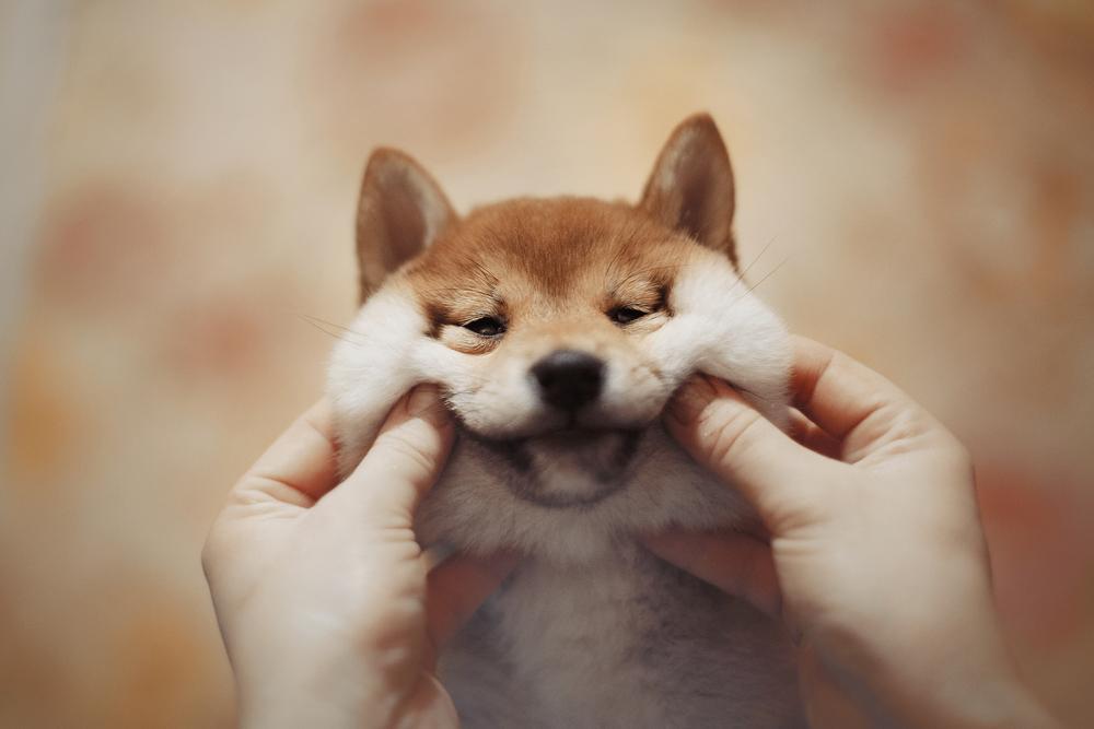 Плюсы содержания собаки Плюсы содержания собаки