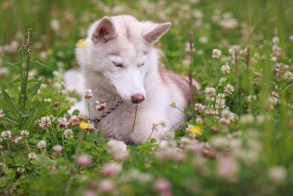 Разрешенные FCI окрасы хаски: изабелла Разрешенные FCI окрасы хаски: изабелла