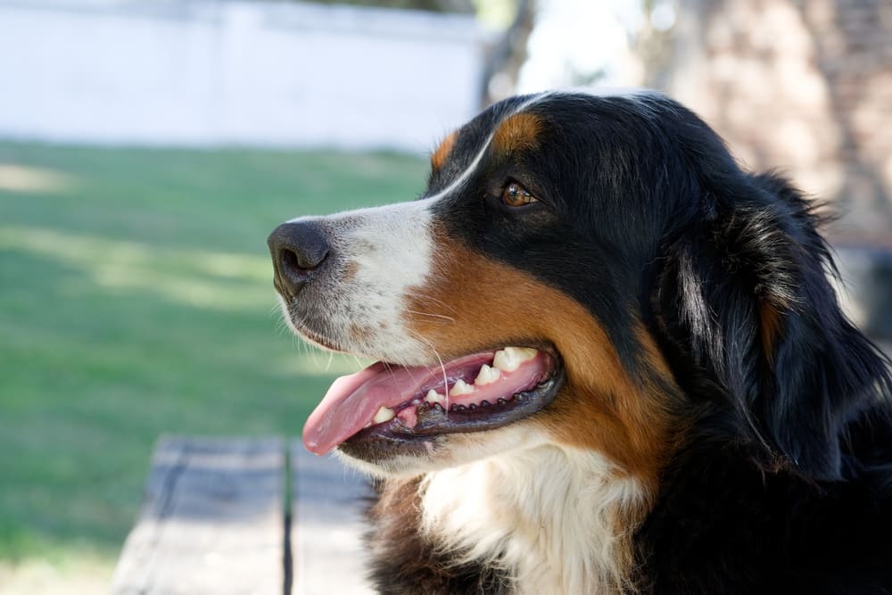 Вес бернского зенненхунда растет по месяцам