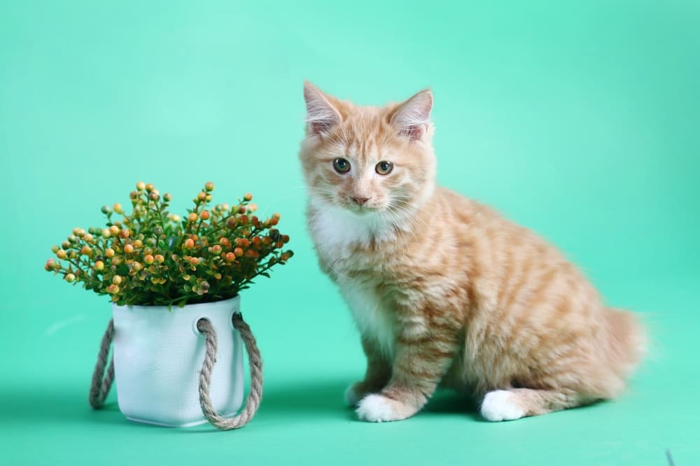 Сколько живут курильские бобтейлы в норме?