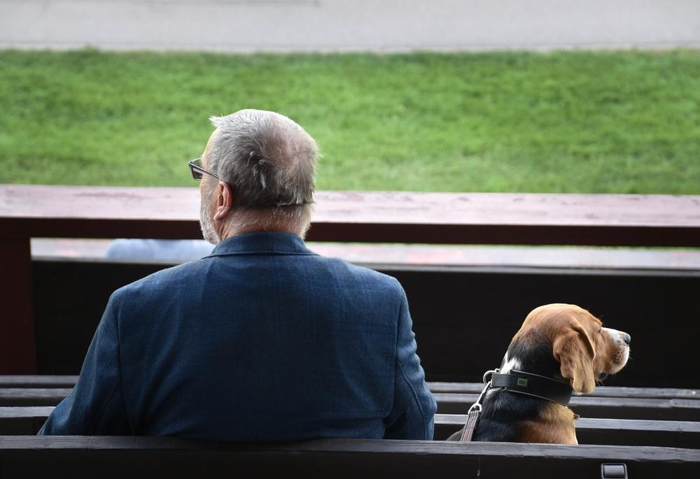 История зарождения канистерапии собаками История зарождения канистерапии собаками