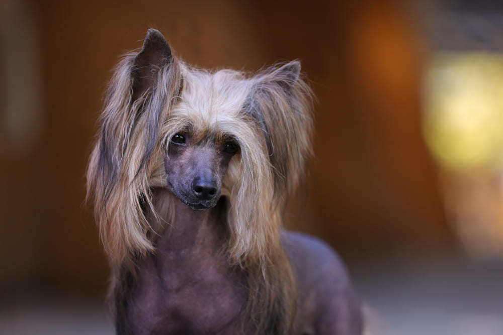 Китайские хохлатые собаки отличаются эмпатичностью