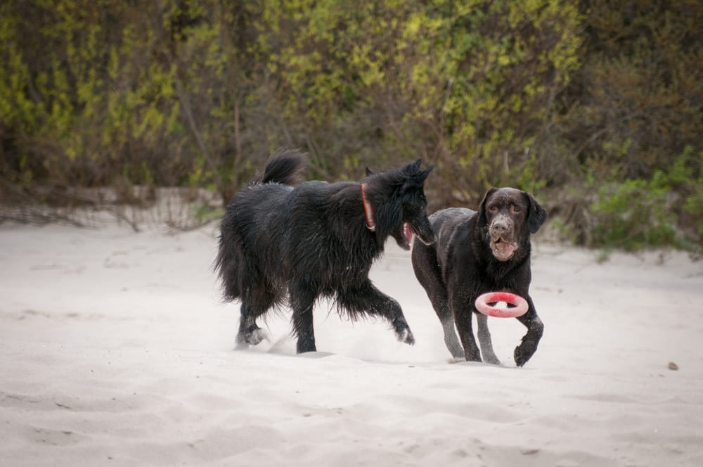 Грюнендаль является одной из разновидностей породы собак бельгийская овчарка