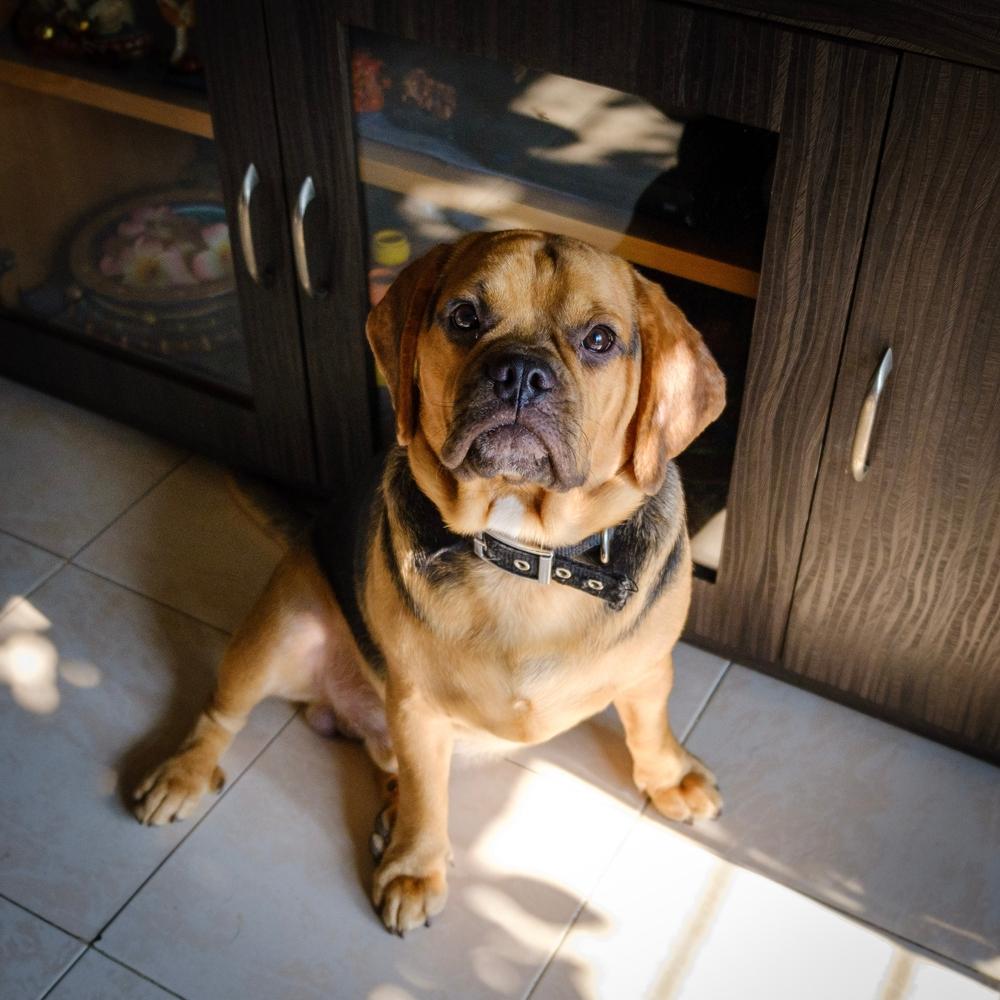 история происхождения пагля