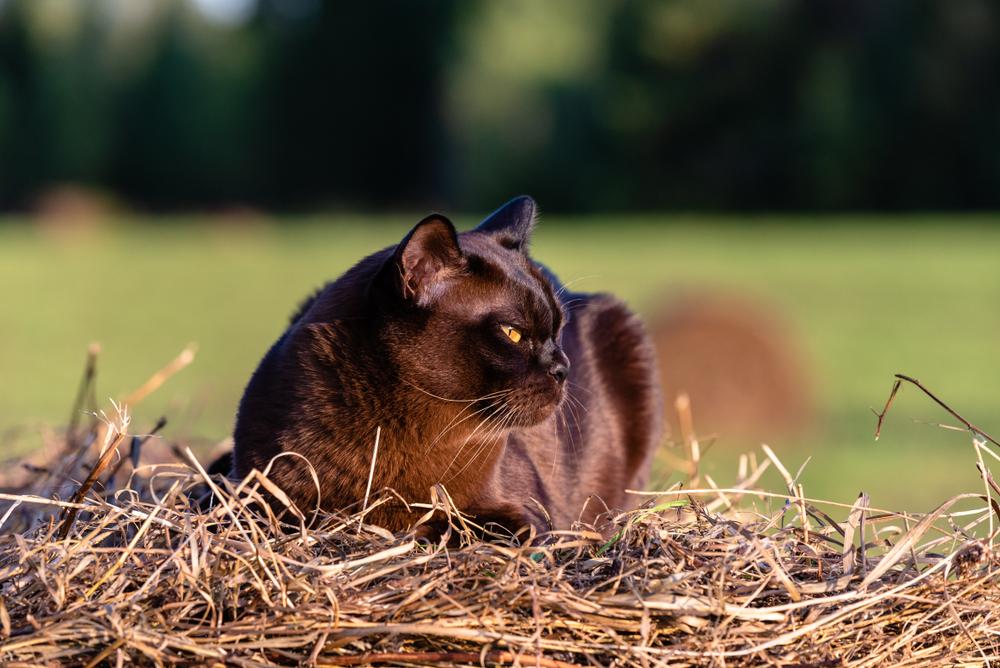 Окрасы европейской бурманской кошки: соболь Окрасы европейской бурманской кошки: соболь