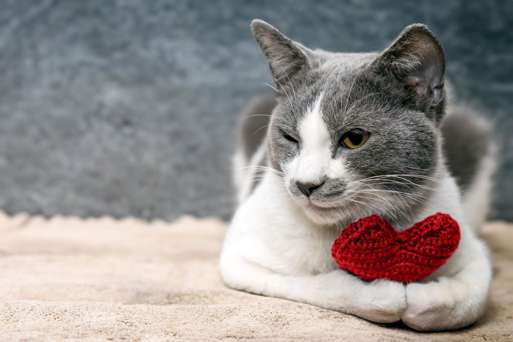 Немного о строении сердца кошек