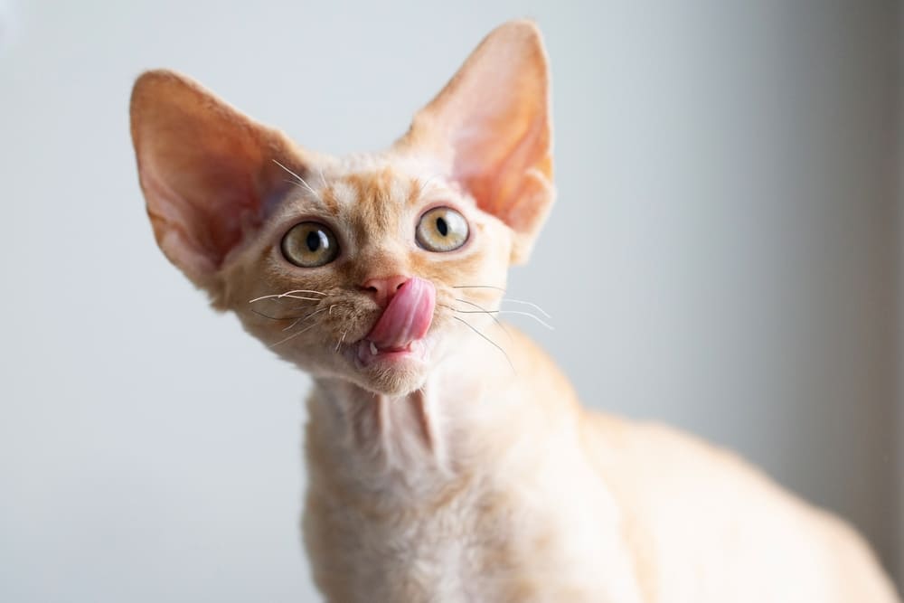 Самолечение может влиять на то, сколько живет девон-рекс