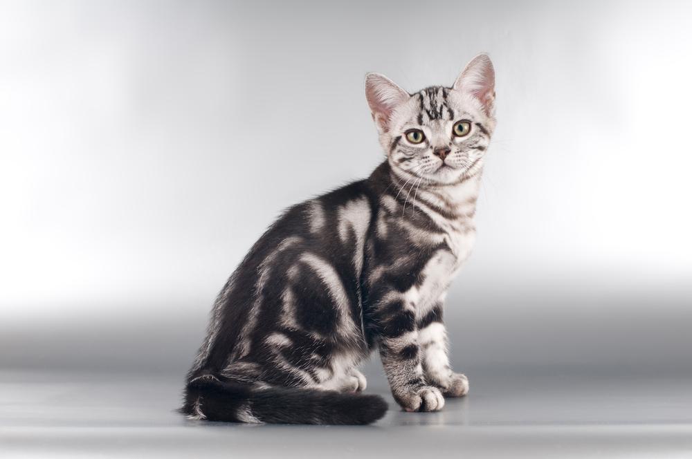 американская короткошерстная кошка фото и описание