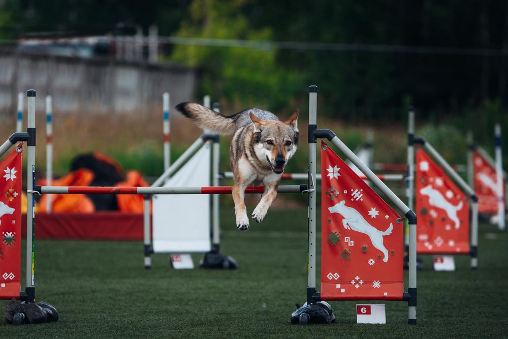 Дрессировка чехословацкого влчака 