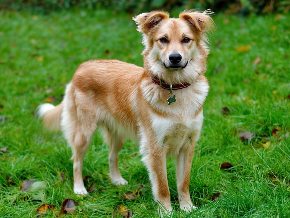 С баскской овчаркой можно пройти курс ОКД