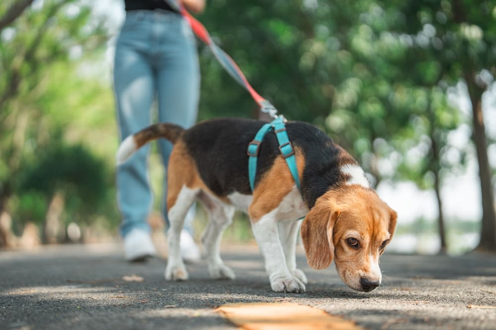 Уход влияет на то, сколько живут бигли
