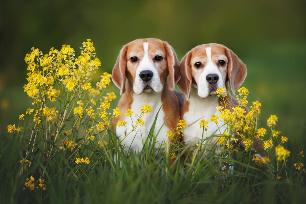 Болезни бигля требуют лечения