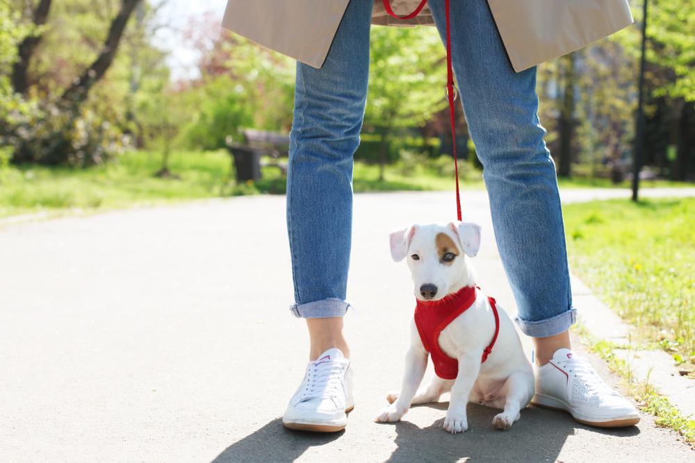 Приучение щенка к поводку 