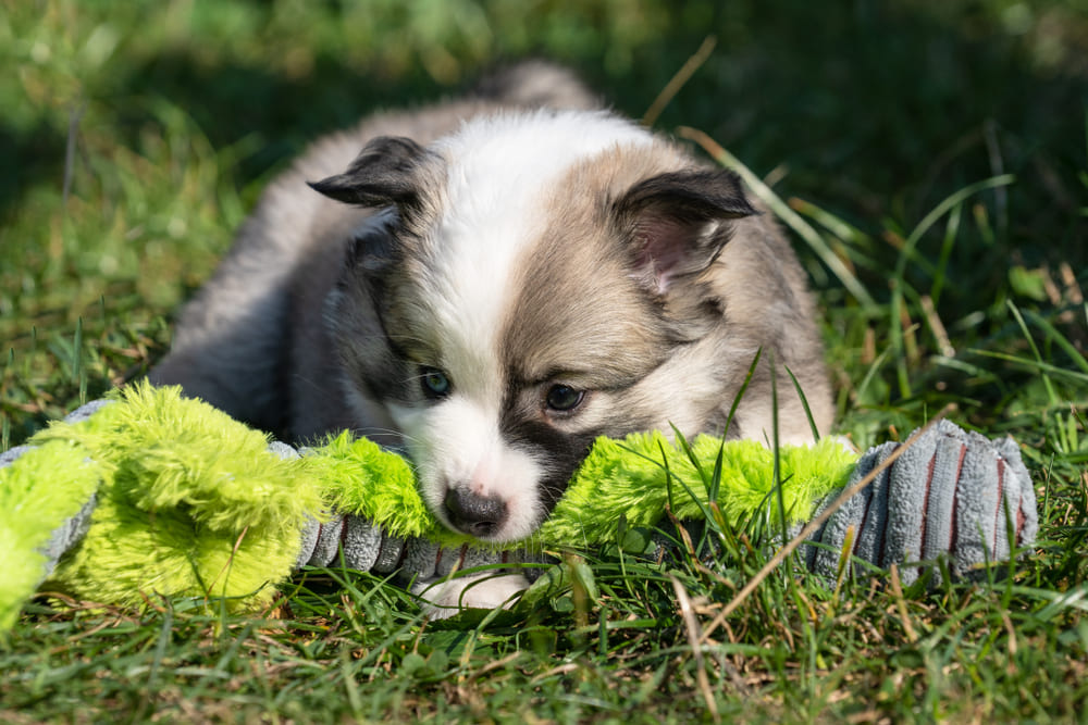 Щенок исландской собаки