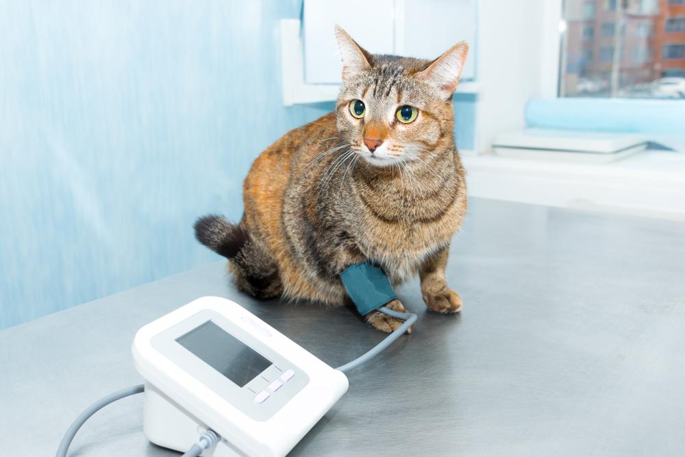 Измерение давления у кошки в домашних условиях