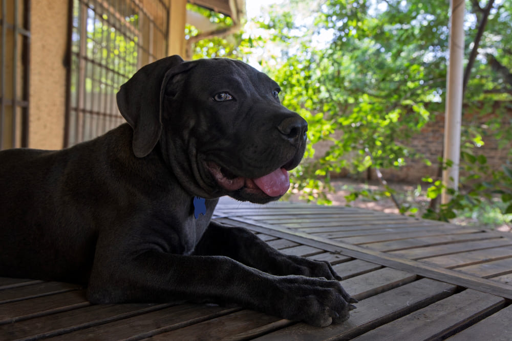 Бурбуль считается молоссом