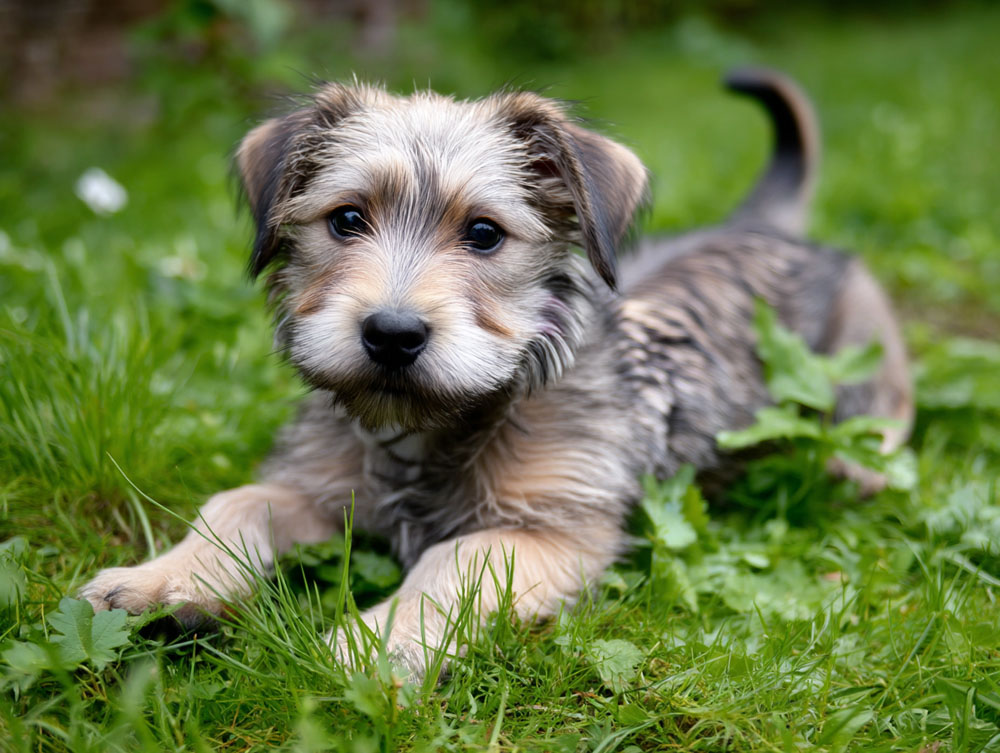 Щенок Глен оф Имаал терьера летом