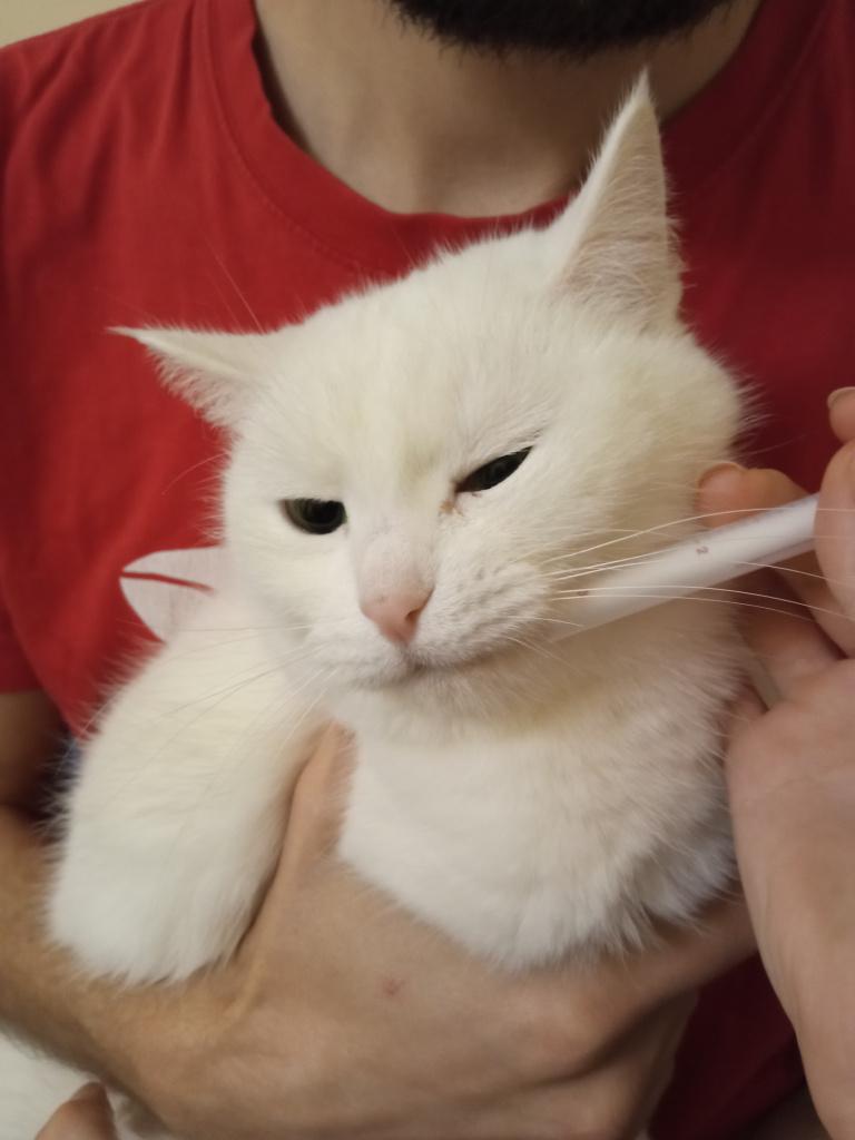 Когда давать кошке лекарство