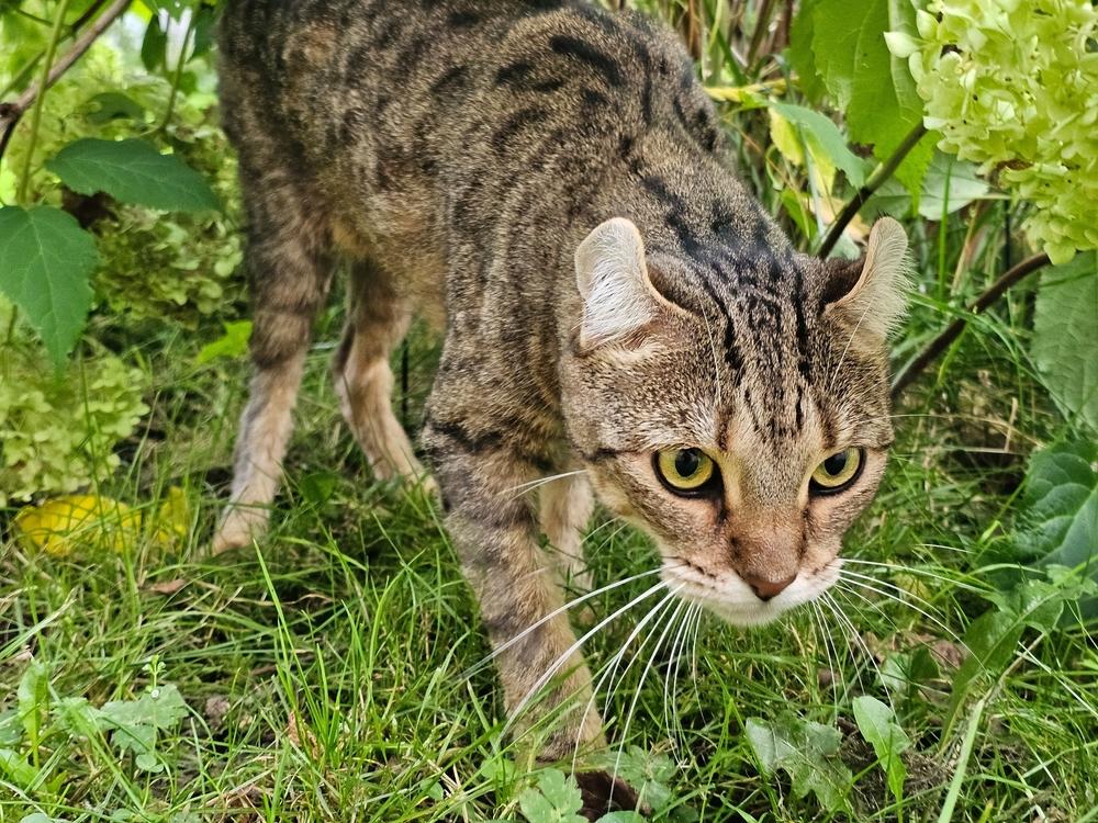 Домашние кошки, похожие на рысь: хайлендер Домашние кошки, похожие на рысь: хайлендер