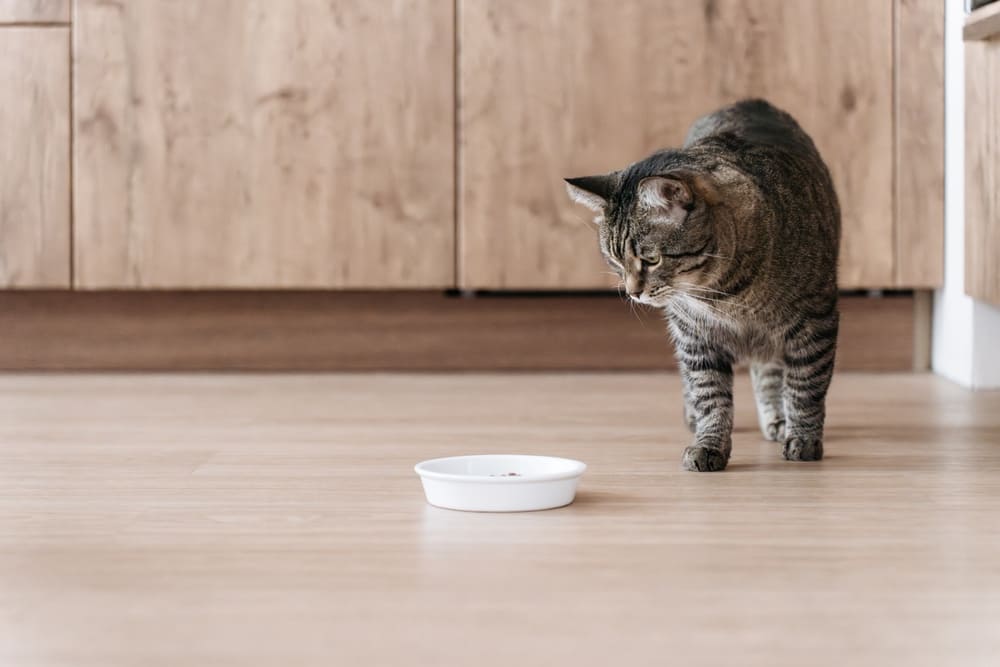 Нужно быть уверенным, можно ли кошкам консервированный тунец