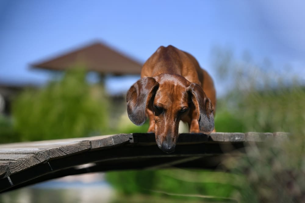 Течка у такс проходит поэтапно