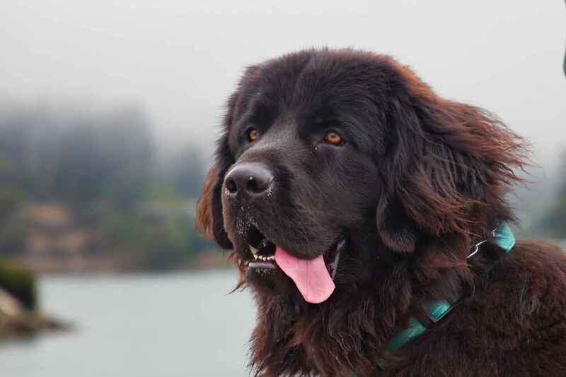 Ньюфаундленду можно оформить страховку