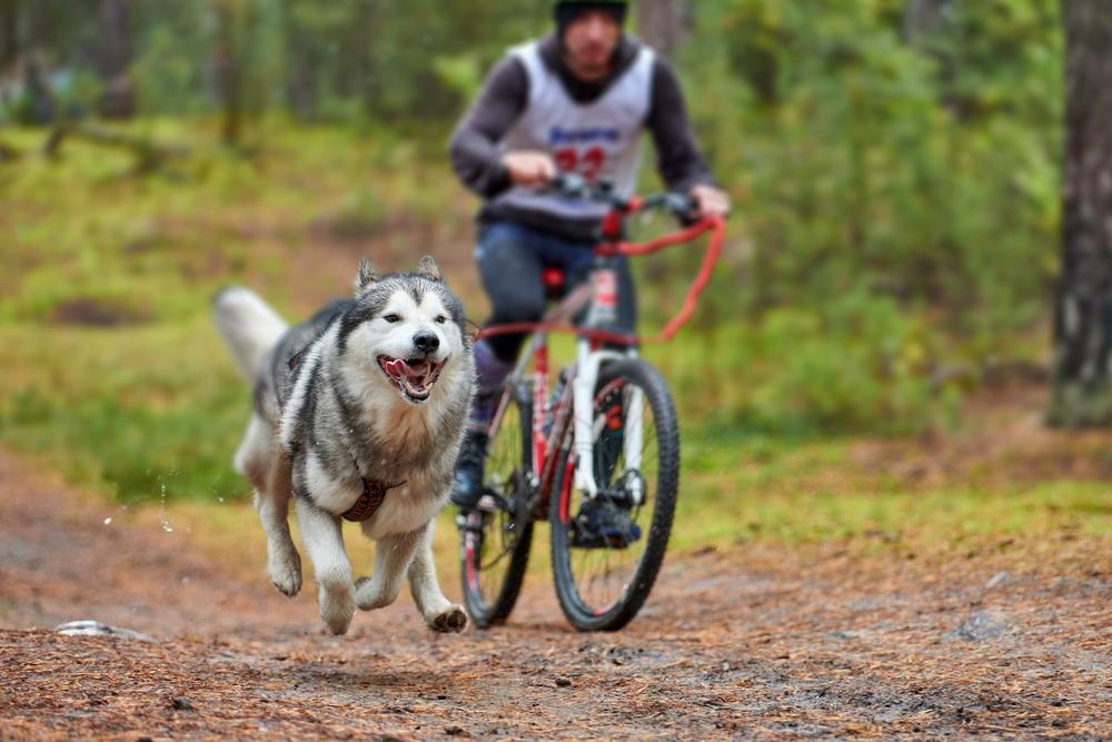 Как проходят тренировки по байкджорингу Как проходят тренировки по байкджорингу