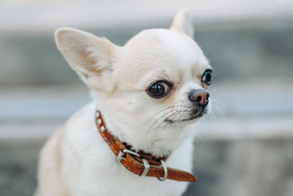 Правда ли, что чихуахуа агрессивные?