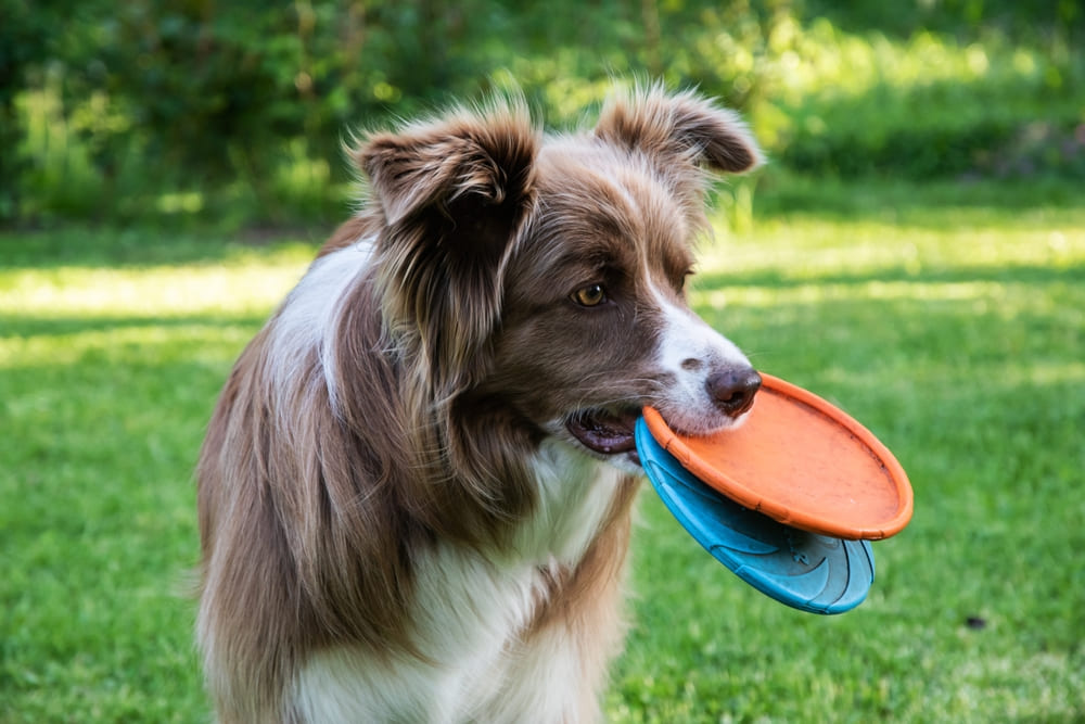 Вес бордер-колли нужно контролировать