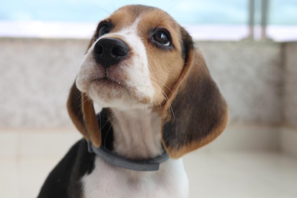 Правда ли, что бигль является гипоаллергенным?