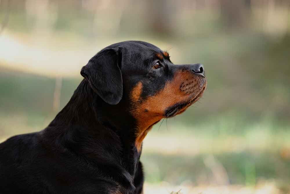 Ротвейлеры испытывают недоверие к чужакам