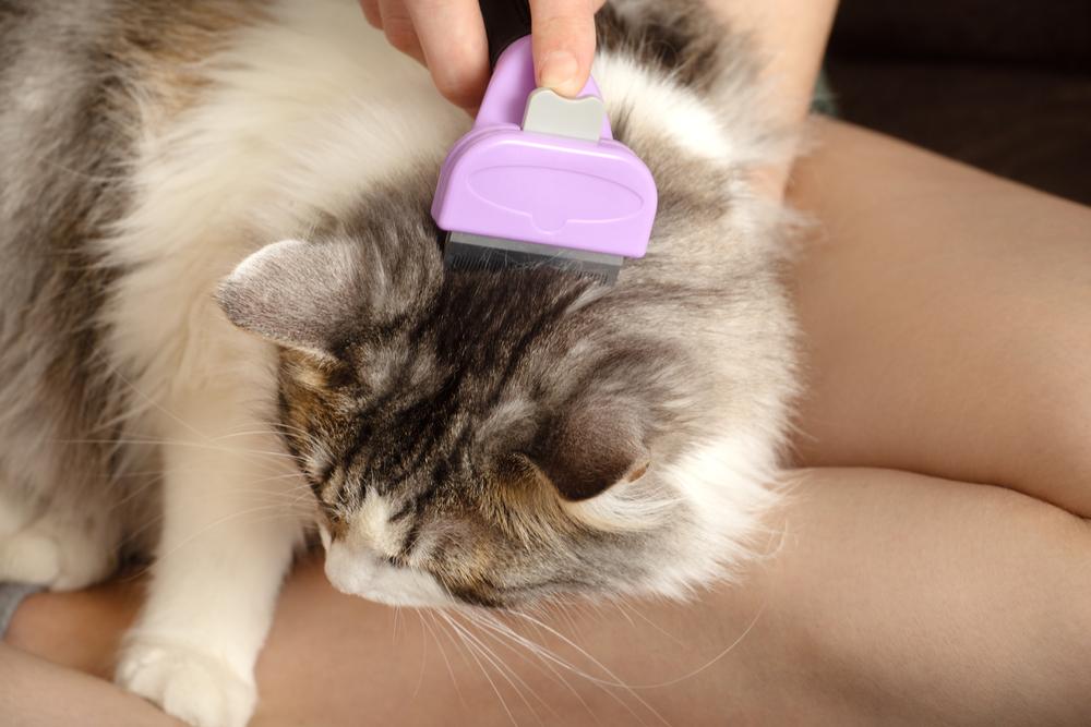Как правильно пользоваться фурминатором для кошек