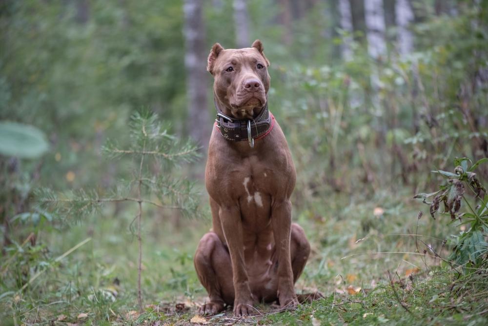 Распространенные окрасы американских питбулей: коричневый Распространенные окрасы американских питбулей: коричневый