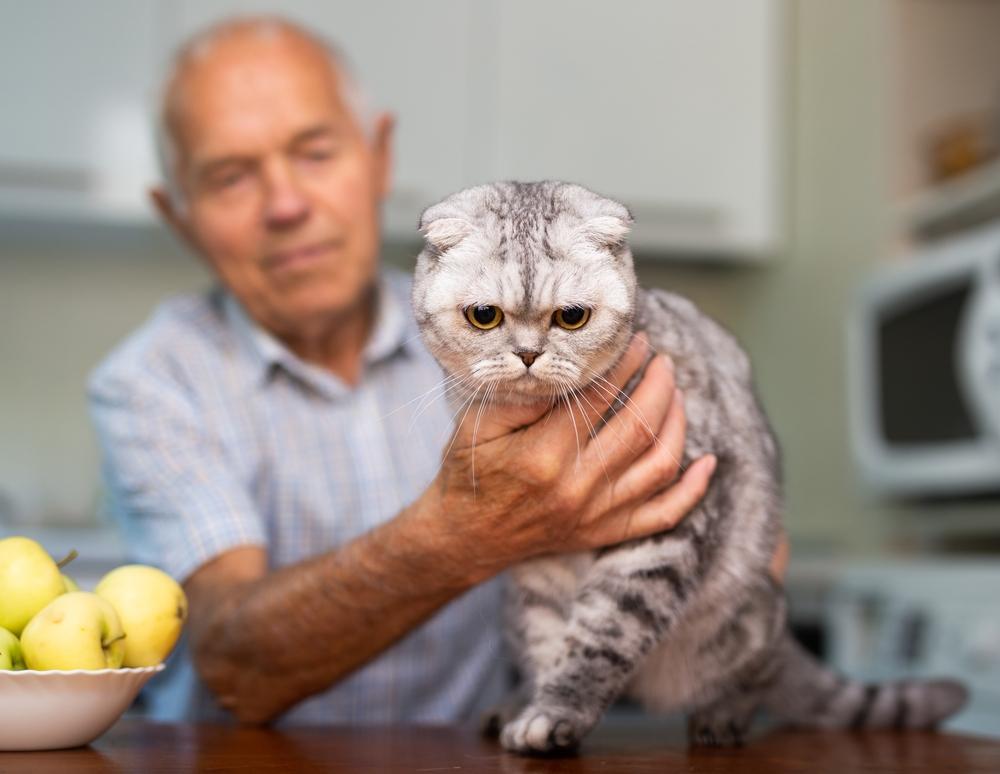 Забота о здоровье шотландской вислоухой кошки