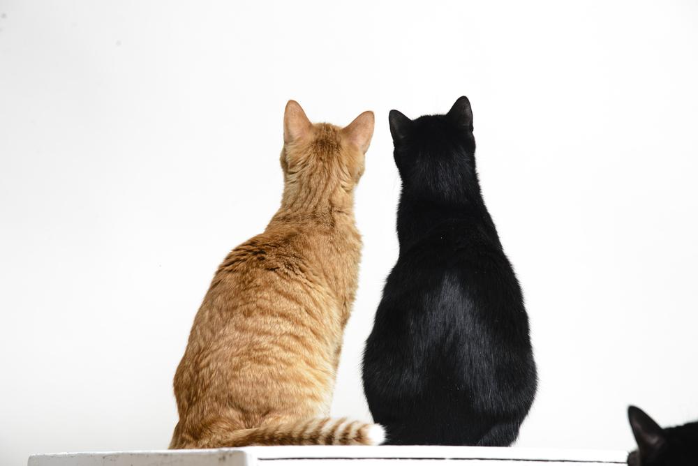 Почему кошка дергает спиной Почему кошка дергает спиной