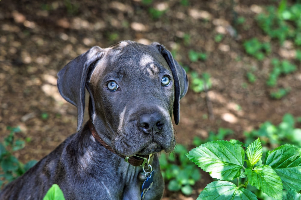 Бурбуль может ходить в походы с владельцем