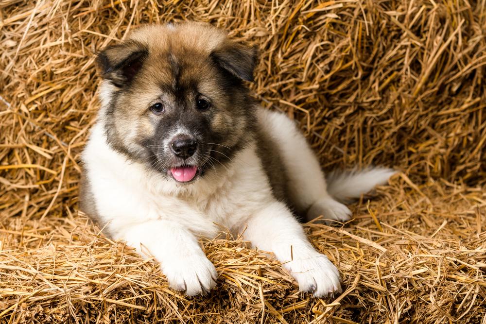 Сколько стоит тайский бангку