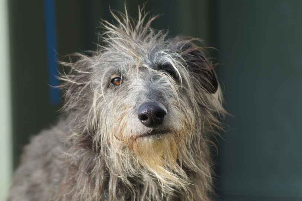 Deerhound 