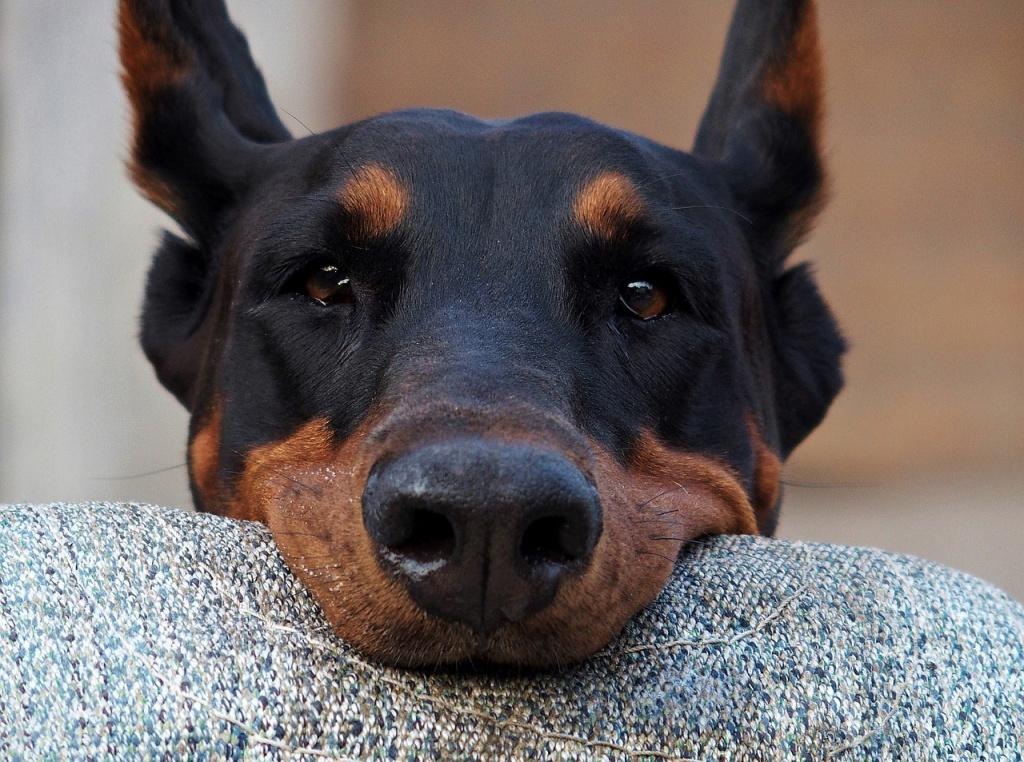 ТОП самых послушных пород собак: доберман