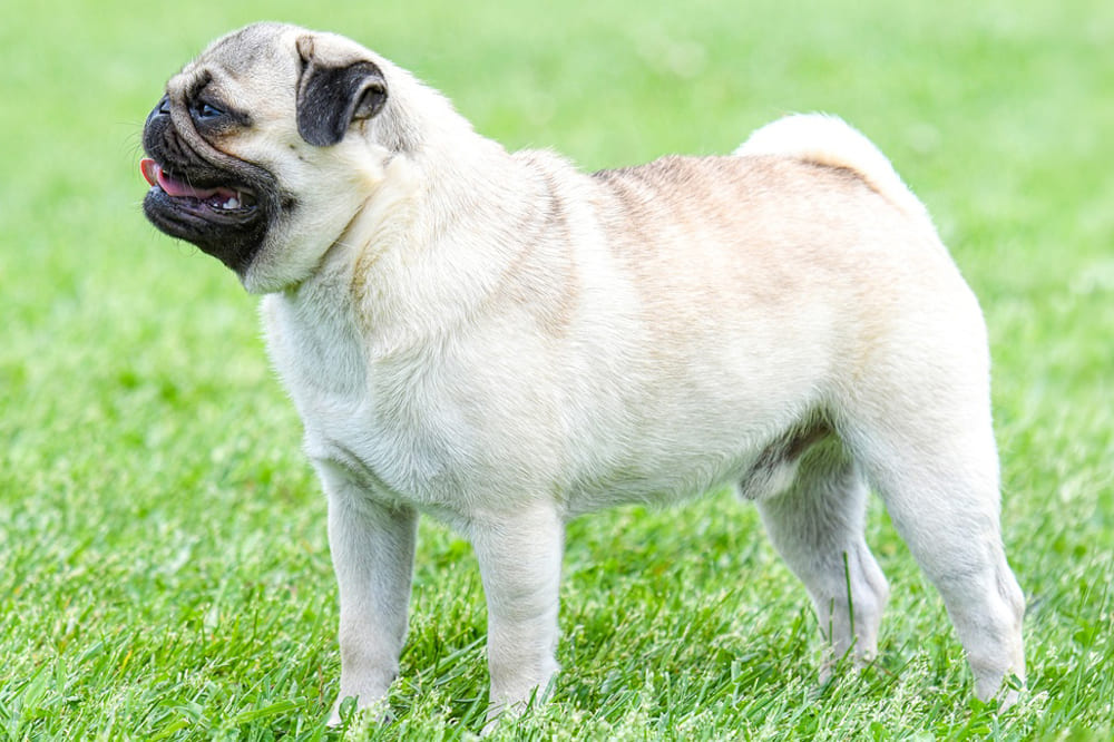 Стресс влияет на то, сколько проживет мопс