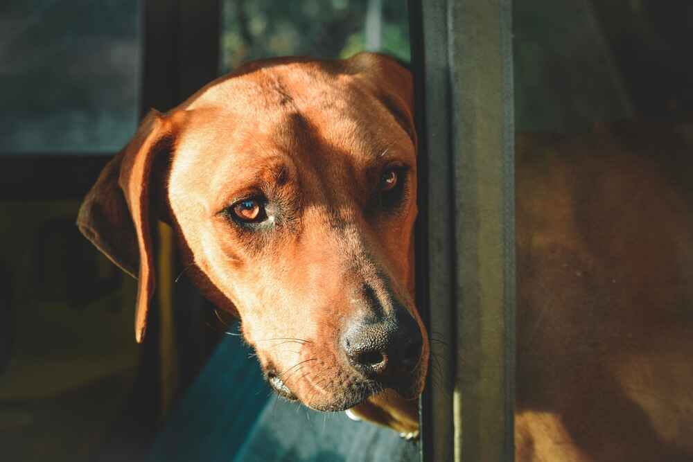 Как воспитывать риджбека?