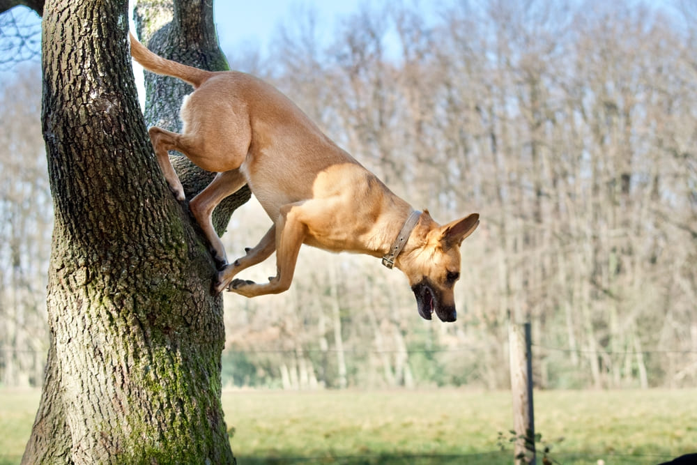 Малинуа обладают высокой возбудимостью