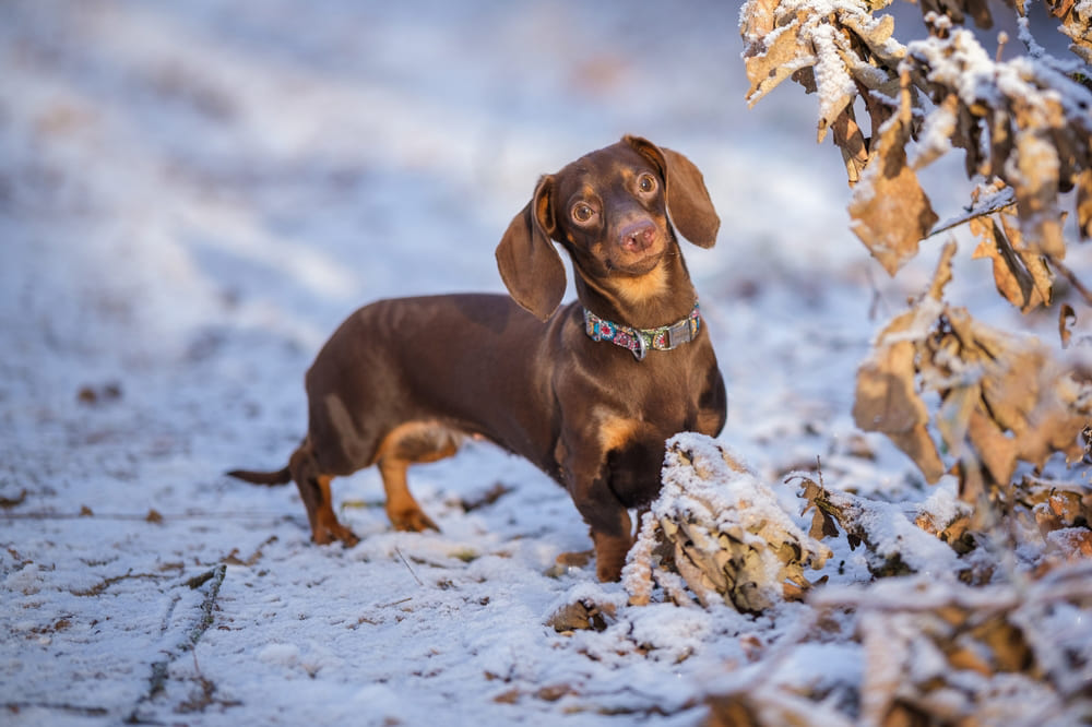 Болезнь таксы может проявляться кашлем