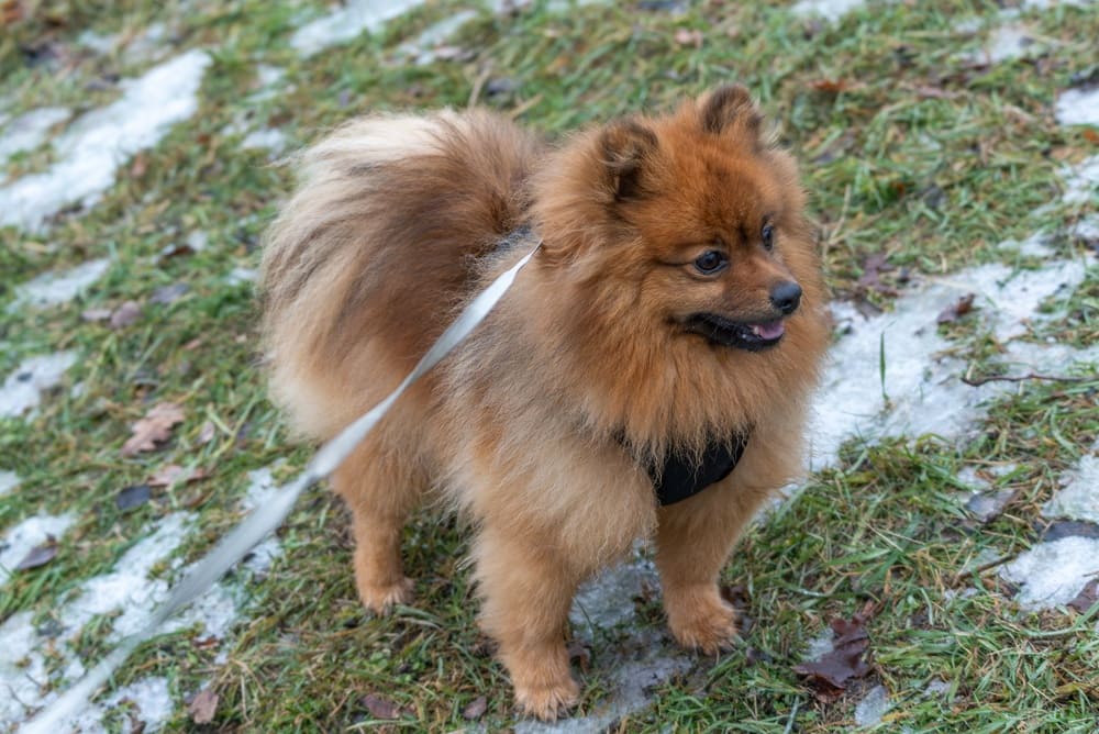 Померанский шпиц может ужиться даже с кошкой