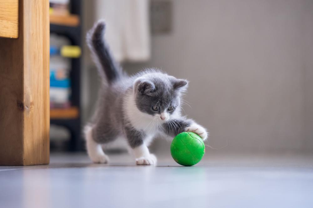 Важность игрушек в жизни котенка и взрослой кошки Важность игрушек в жизни котенка и взрослой кошки