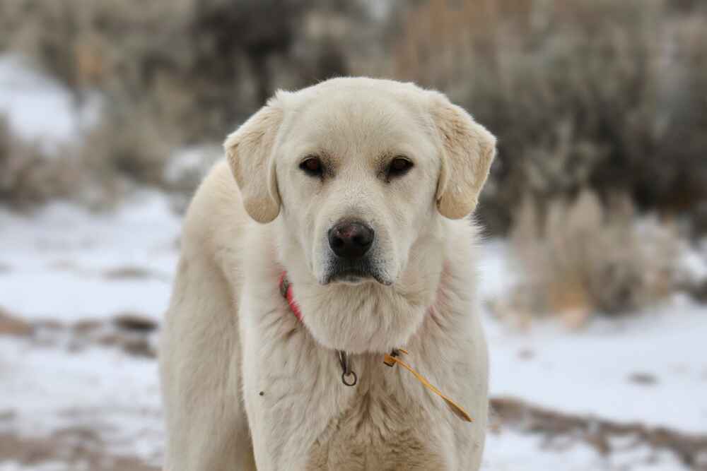 Кувасы имеют склонность к болезням опорно-двигательного аппарата