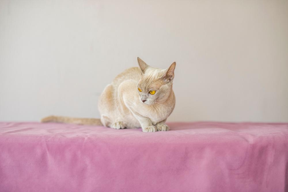 Окрасы американской бурманской кошки: шампань Окрасы американской бурманской кошки: шампань